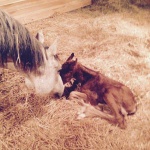 ADDY - Filly out of A Last Detail (owned by Justin Strain)